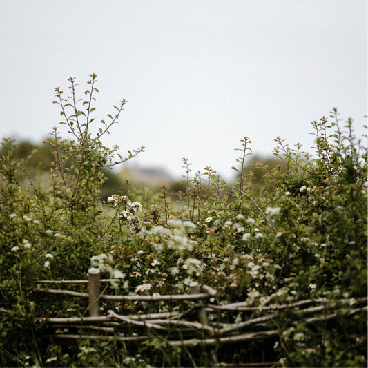 what is a hedge witch. Free Grimoire pages from Spellbound Society Witchcraft Subscription Box