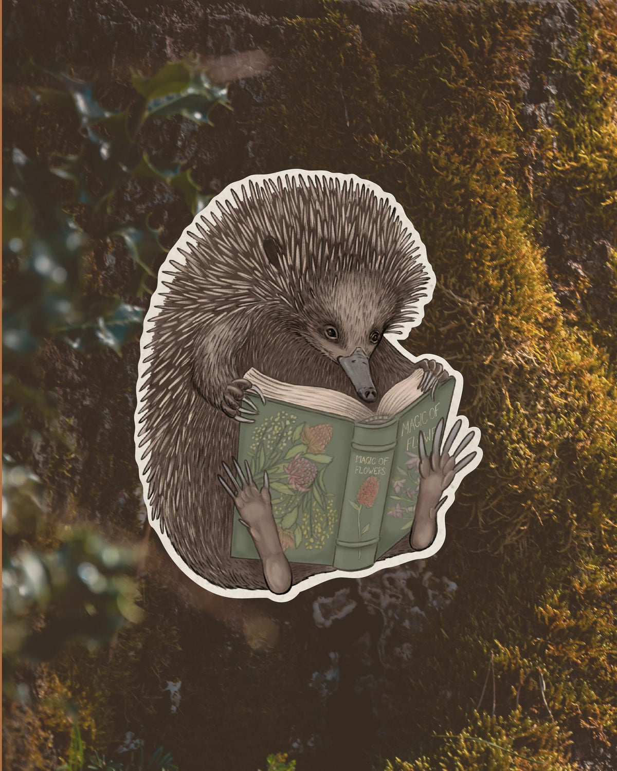 Reading Echidna Magnet
